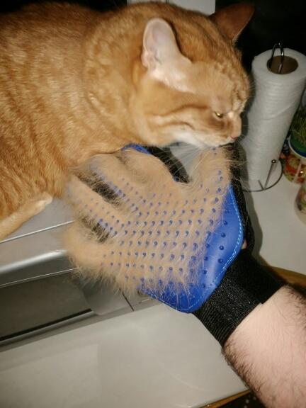 Pet Grooming Glove for Cats, Dogs & Horses | Norvo