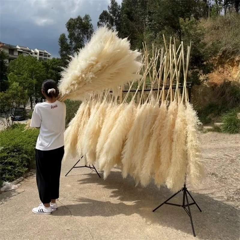 Norvo | 1.5M Pampas gress