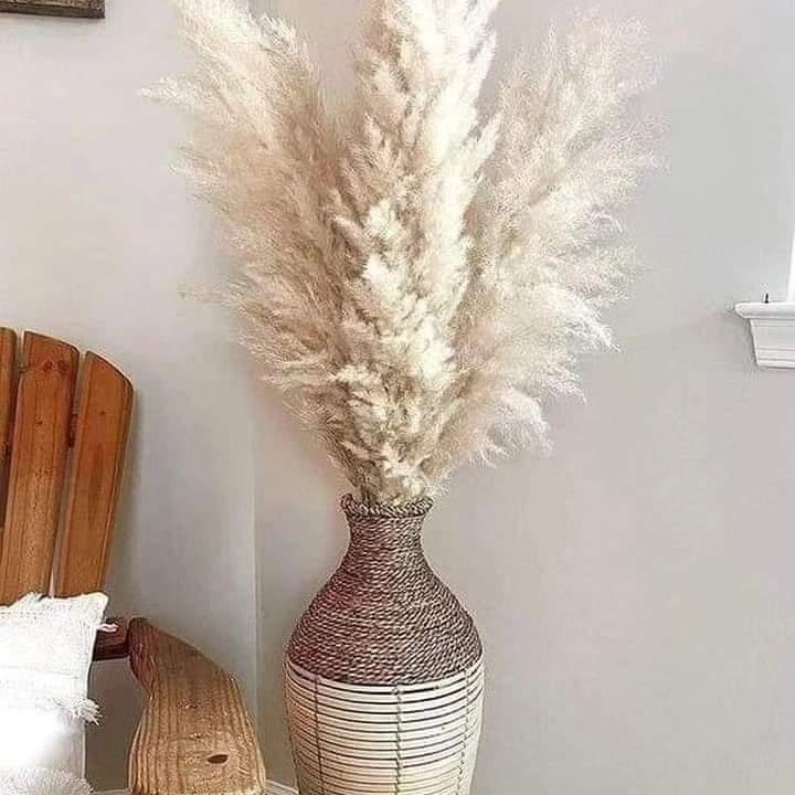 Norvo | 1.5M Pampas gress