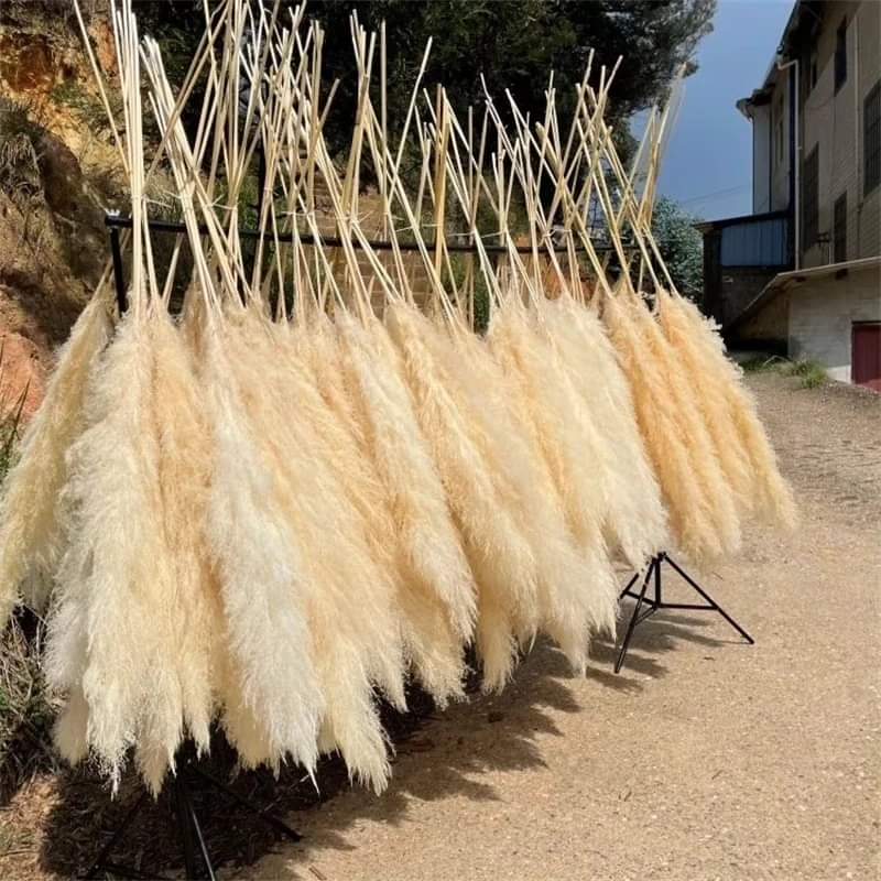 Norvo | 1.5M Pampas gress