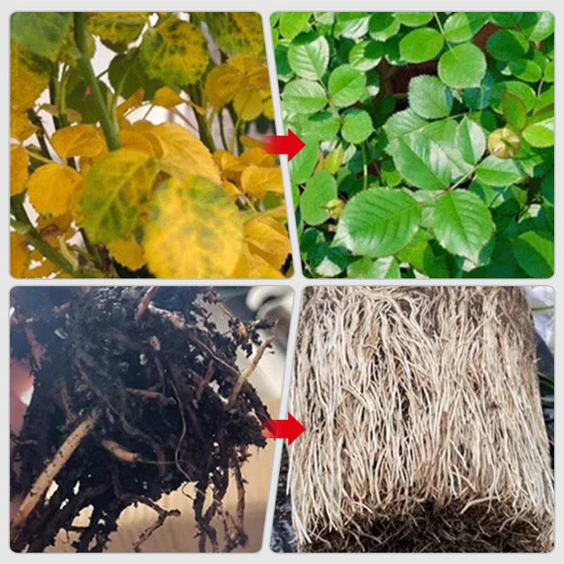 Norvo | Raskt virkende næringsløsning for planter