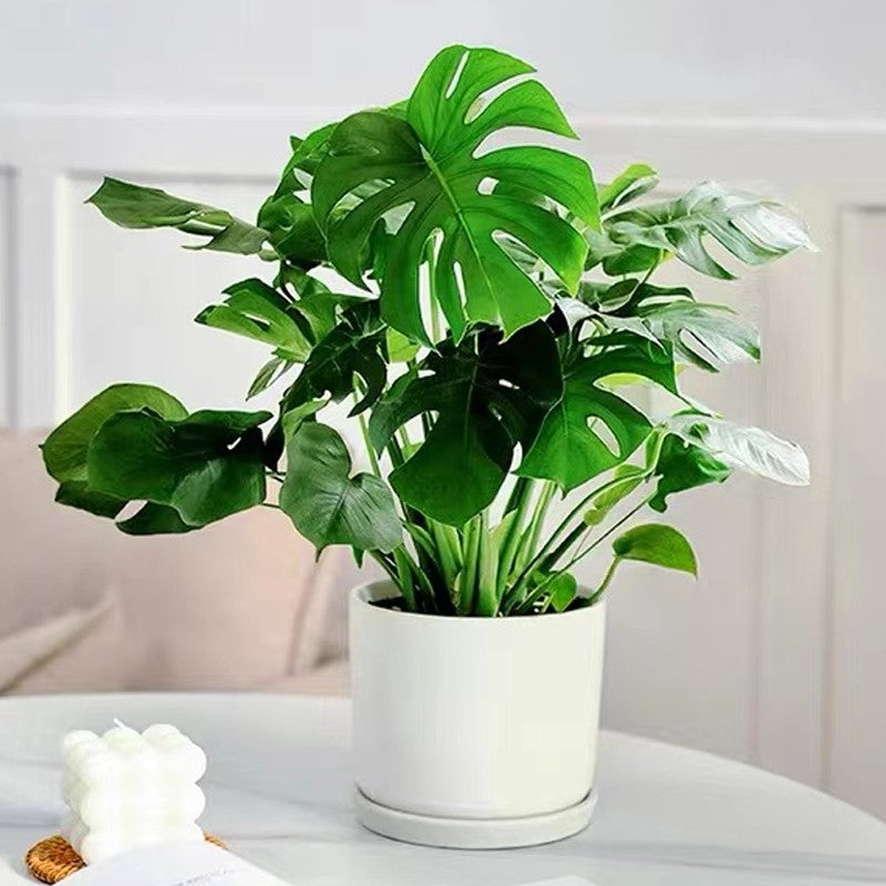 Norvo | Raskt virkende næringsløsning for planter