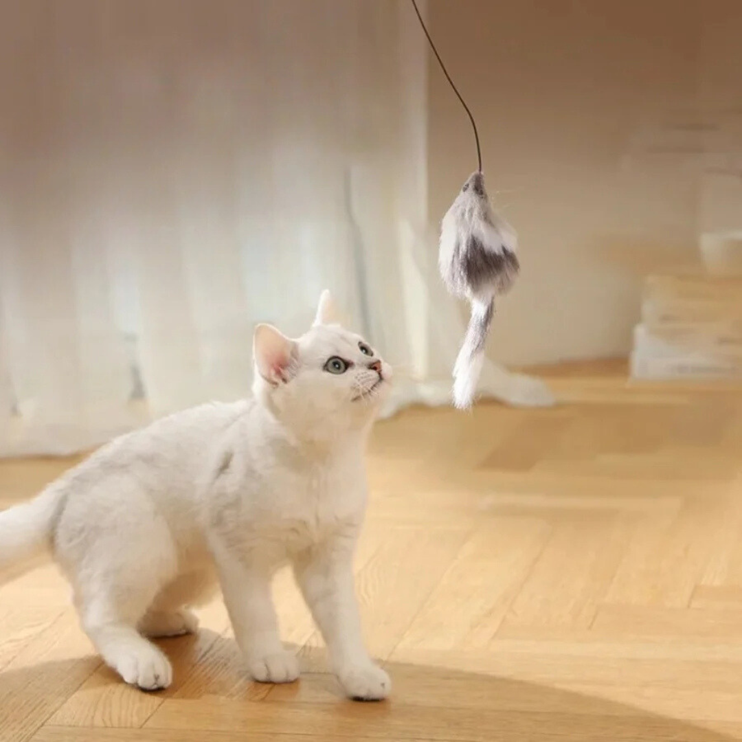 Katt turbo ball med hale leke Norvo