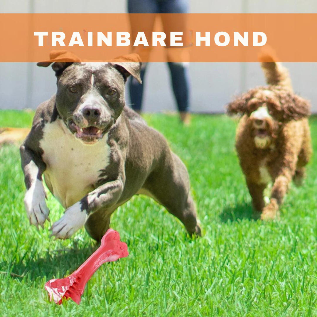 Den lekne tannpleien for hunder - BuddyChew Norvo