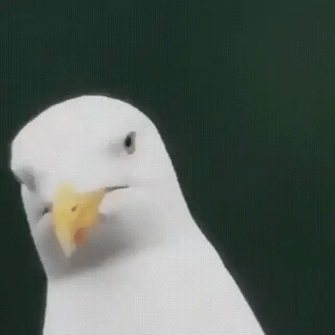 Norvo | Compact 600x Ultra-Zoom Monokular | HD Linse, Lettvekts & Perfekt for Fotturer, Fuglobservasjon, og Sportsbegivenheter